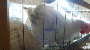Вес бройлеров в 45 дней. Крупный бройлер. Выращивание бройлеров осенью. Broiler weight in 45 days
