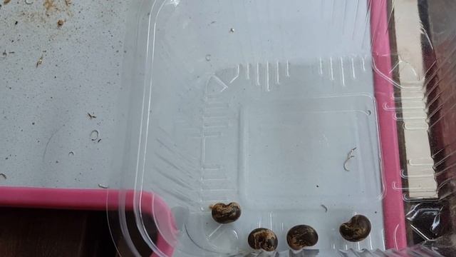 Как вырастить баобаб из семян ?? смотреть онлайн