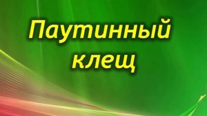 Как бороться с вредителями пеперомии? Вредные насекомые на растении.