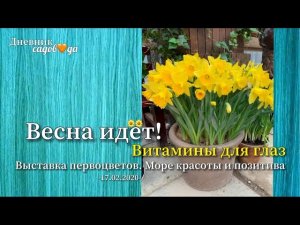 Выгонка луковичных / Сирень / Магнолия / Сорта тюльпанов / Укрытие рододендрона Дневник садовода