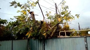 Грецкий орех. Обрезка, утилизация, колка орехов. Самодельный орехокол