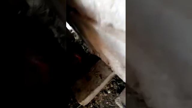 🥚 яйцо молодые куры смотреть онлайн