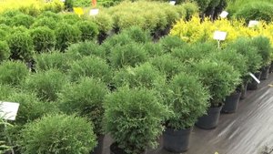 Садовый центр "Версаль"