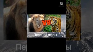 Индокитайский тигр против азиатского льва!