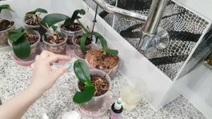 Бактериальное заболевание у орхидей ?. Бактериалка орхидей. Причины, лечение ?.