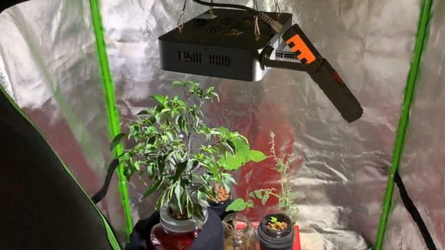 Purple Cayenne Pepper Flowers: Hydroponic Kratky Method смотреть онлайн