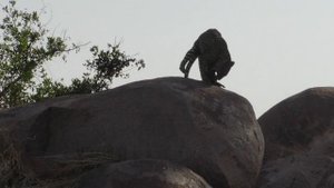 Танзания. Серенгети. Дикие кошки Африки. Леопард играет со своей добычей.