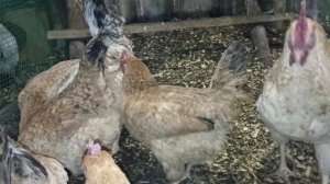 Павловское золото и ЦарскоСельская породная группа