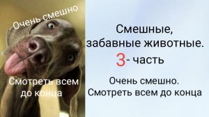 Смешные, забавные животные. 
3 - часть.
 Очень смешно. Смотреть всем до конца