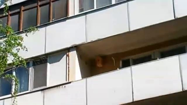 Птица мухоловка