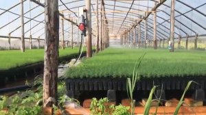 Система полива и внесения удобрений Сеянцев с ЗКС -основа интенсивной технологии выращивания сеянце
