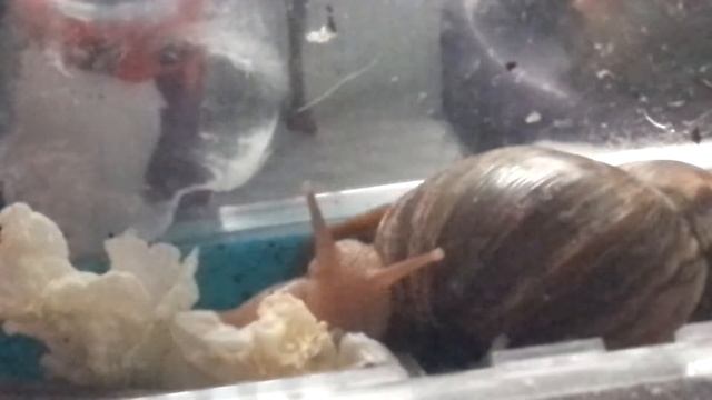 Улитка ,, Ахатина" ест пикинскую капусту смотреть онлайн