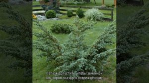 Можжевельник Мейери: описание, разновидности и характеристики