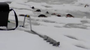 Окунь на балансир и самодельную блесну.Словил своего трофейного окуня