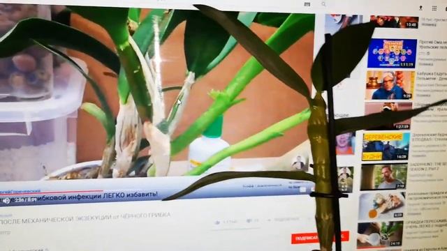 Что это - подарок Георгий Горячевский, как называется орхидея смотреть онлайн