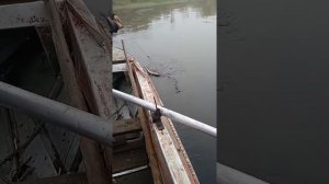 Ловим сигов на сети.