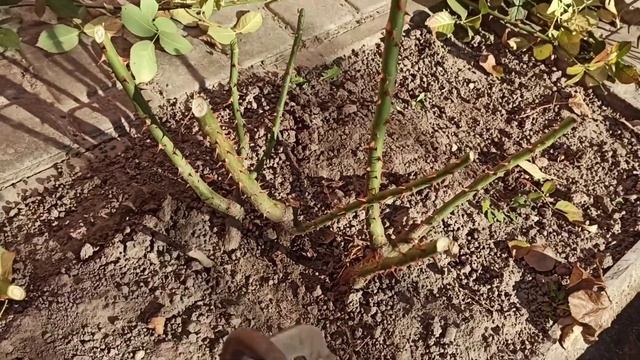 Подготовка кустов роз к зиме. Обрезаю и укрываю розы... смотреть онлайн