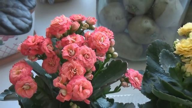 МОИ КОМНАТНЫЕ ЦВЕТЫ//ФИАЛКИ И ДРУГИЕ смотреть онлайн