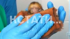 Стать приемной матерью для маленьких обезьян пришлось сотрудникам зоопарка