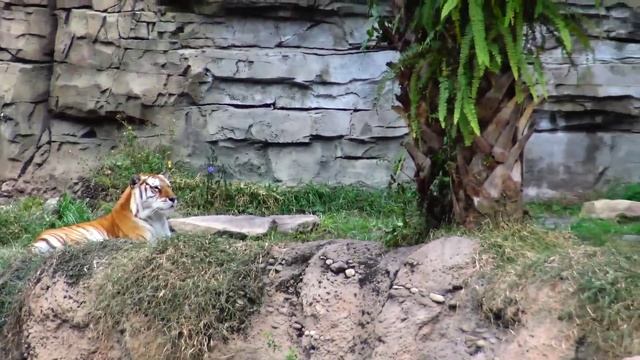 США. Парк BUSH GARDENS, дикие ЖИВОТНЫЕ и ГОРКИ, Tampa, Часть 2 смотреть онлайн