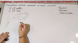 Диагностика элементов питания винограда, листовая диагностика, Пузенко Наталья Лариасовна