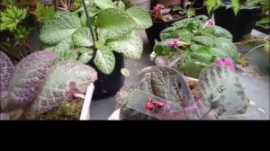 Time to breeding ( episcia Jim's velvet star, karlyn, dkk)