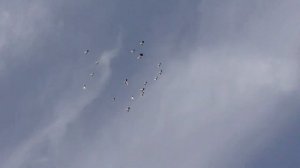 Острогожские турманы крупным планом.