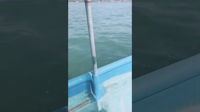 Dolphin ride part-2 смотреть онлайн