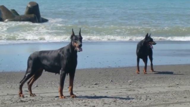 The Doberman Family European Doberman ドーベルマン親子の日常