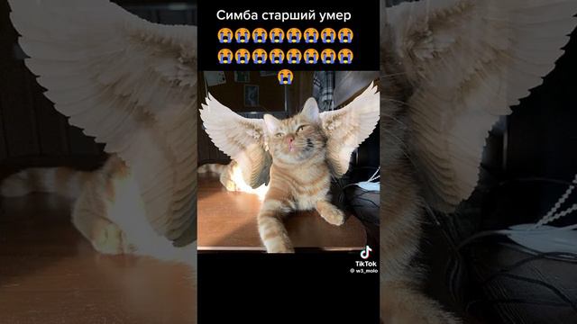 Симба кот