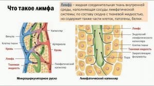 Лимфатическая система. Строение и значение. Что такое лимфа? Как образуется лимфа