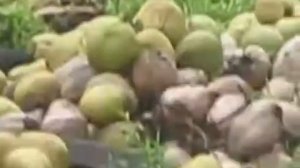 Обезьяны собирают кокосы