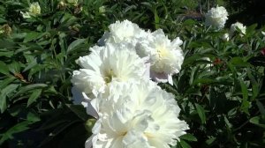 Пион ТОЧ ОФ КЛАСС ?? Paeonia TOUCH OF CLASS: обзор, описание, цветение, отзыв