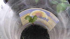 Незапланированный росток клещевины взошел через девять дней после посева