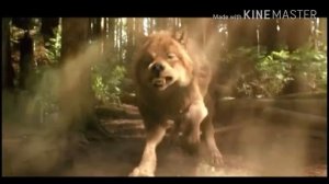 Twilight Wolves - Wolves