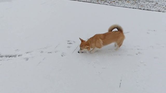 щенок корги, первый снег. смотреть онлайн