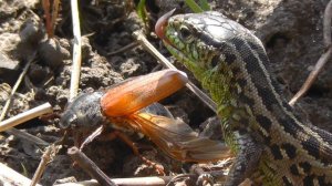 Ящерица поймала майского жука ▶ Смотрите что будет делать Lizard ящерица прыткая