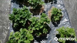 Геотекстиль в огороде.