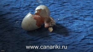 Канарейки. Вылупился птенец.