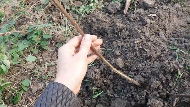 Вредители актинидии Коты