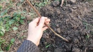 Вредители актинидии Коты