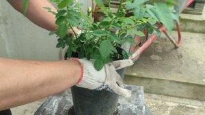 роза уходит в шиповник что делать.