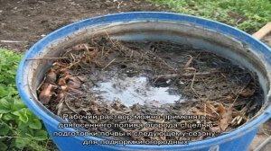 Универсальное удобрение из травы с водой: приготовление и применение настоя