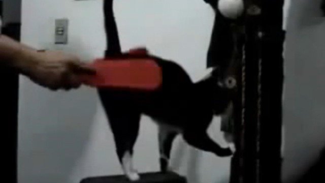 Садомазо кот
