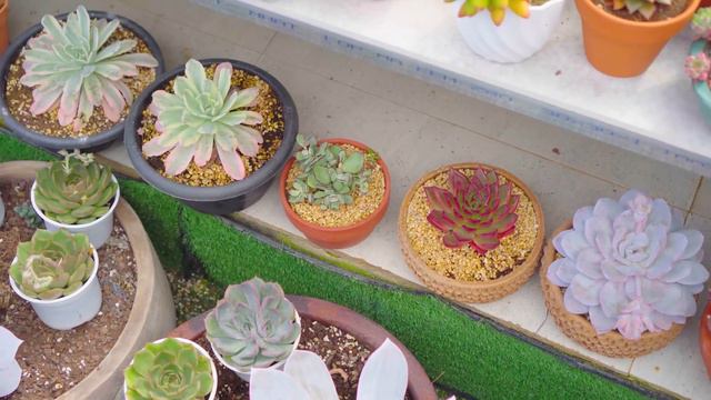 [4K] My 300m2 Succulent Garden After 9 Years of Collecting | Garden Tour Ep10 смотреть онлайн