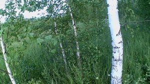 солонец на косулю . как сделать