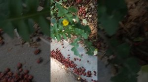 Инопланетяне захватывают Землю