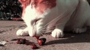 Cat with а Funny Talent or Black Mouse Matter