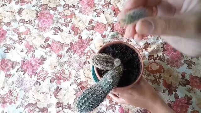 Кактус. Как размножить кактус детками. Сажаем деток кактуса. Укоренение.