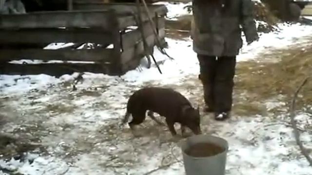 2 Дрессура нашей келпи 2 марта 2014 смотреть онлайн